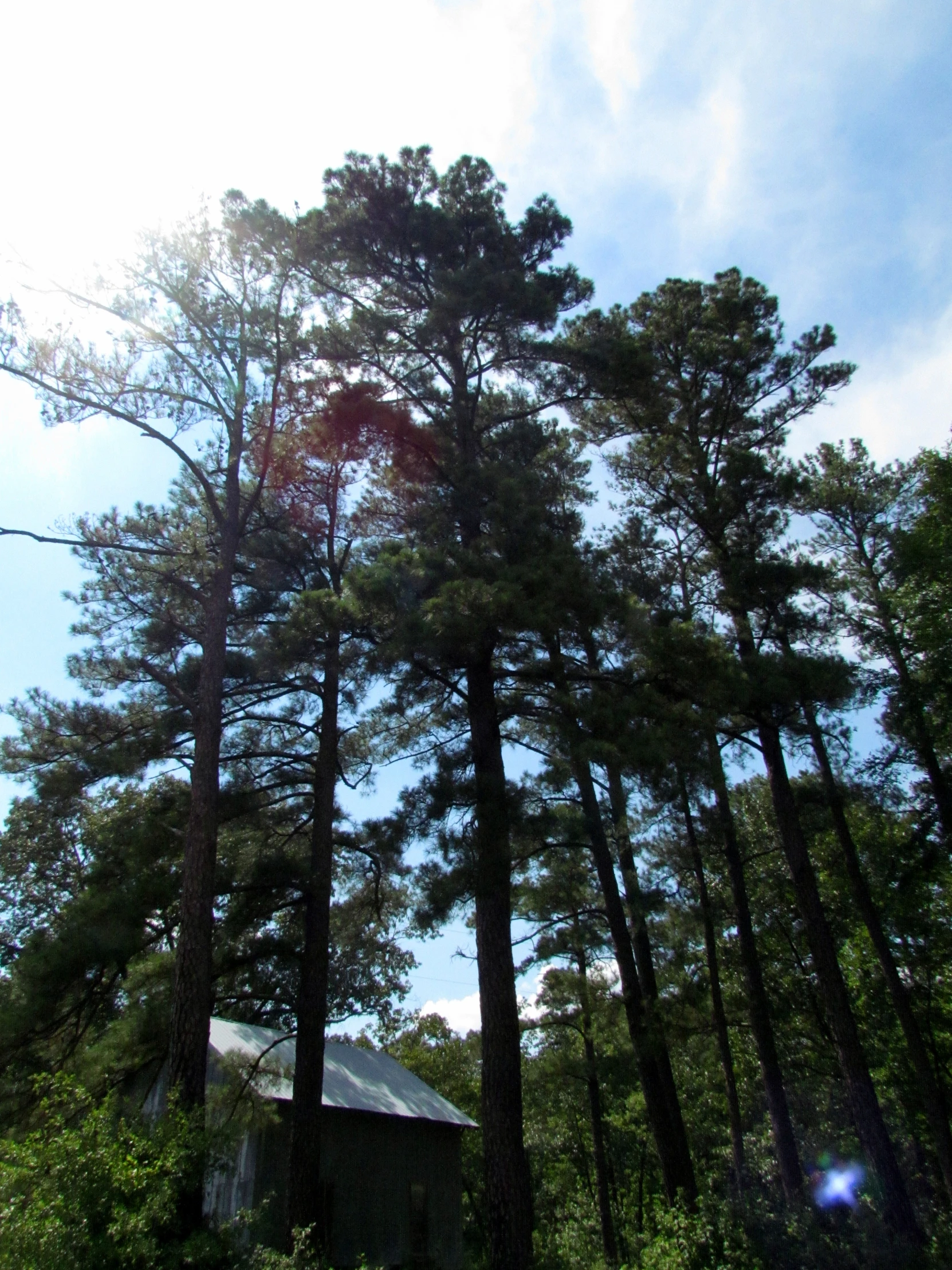 view of trees in the foreground and the sun through them