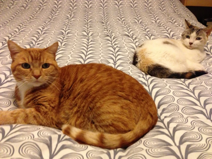 two cats are laying on top of the bed