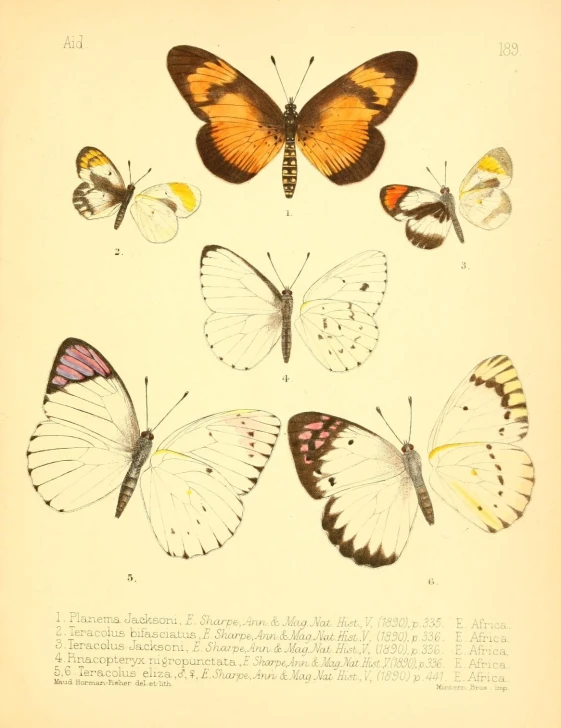 four different erflies in their markings and their respective colors