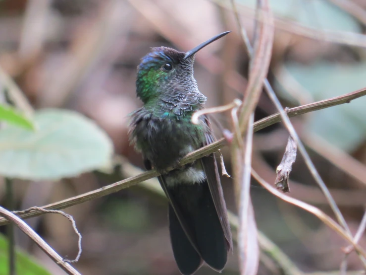 a close up of a small bird on a nch