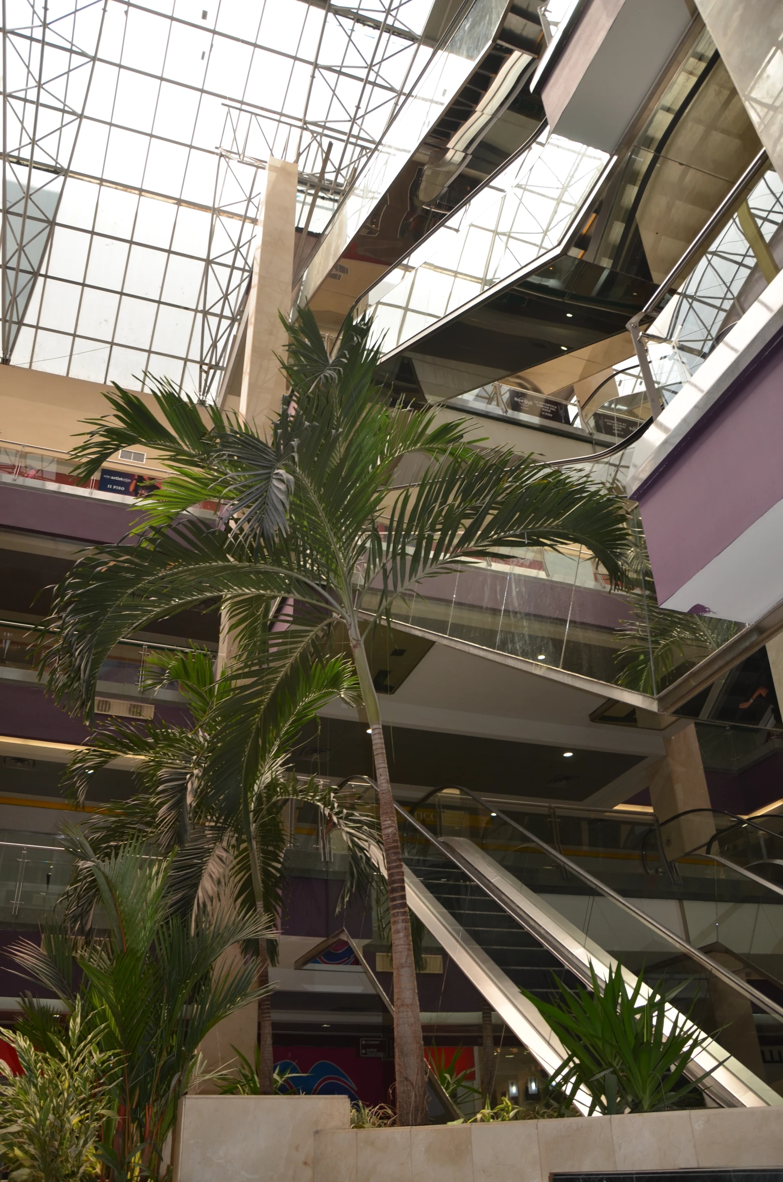 the palm tree is sitting under a roof with a light hanging down from it