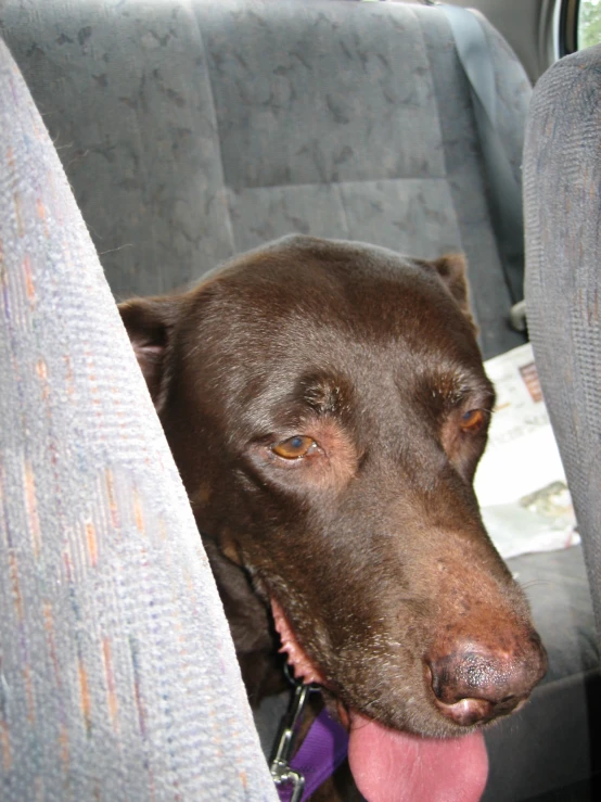 a brown dog sticking its tongue out of a seat