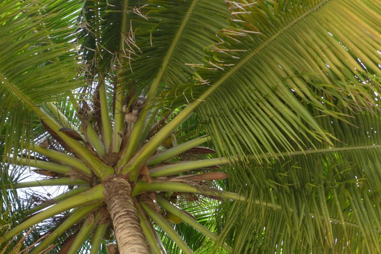 a palm tree that is green with many leaves