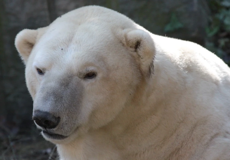 an adult polar bear that is looking at the camera