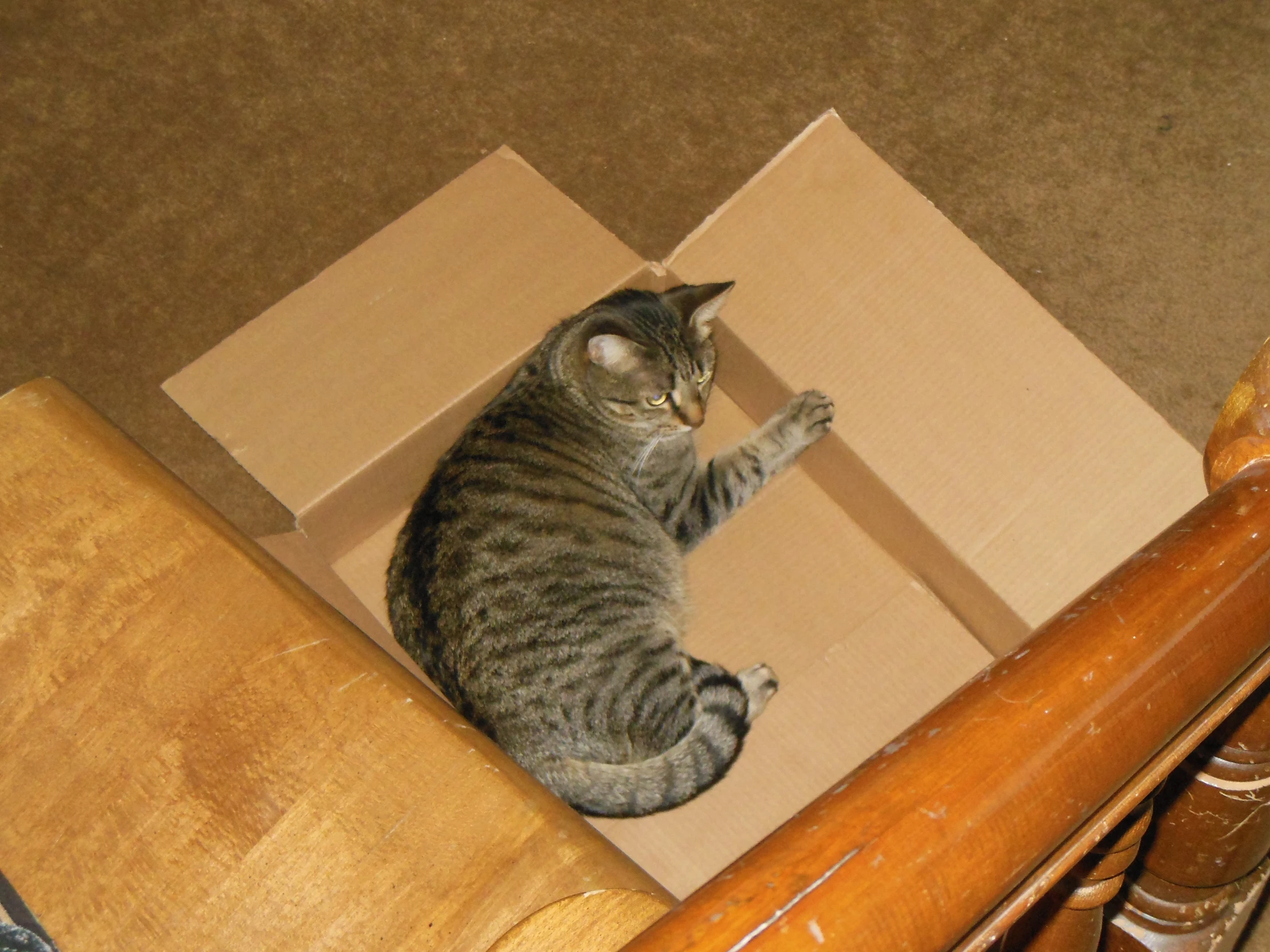 a cat sits in a cardboard box on the floor