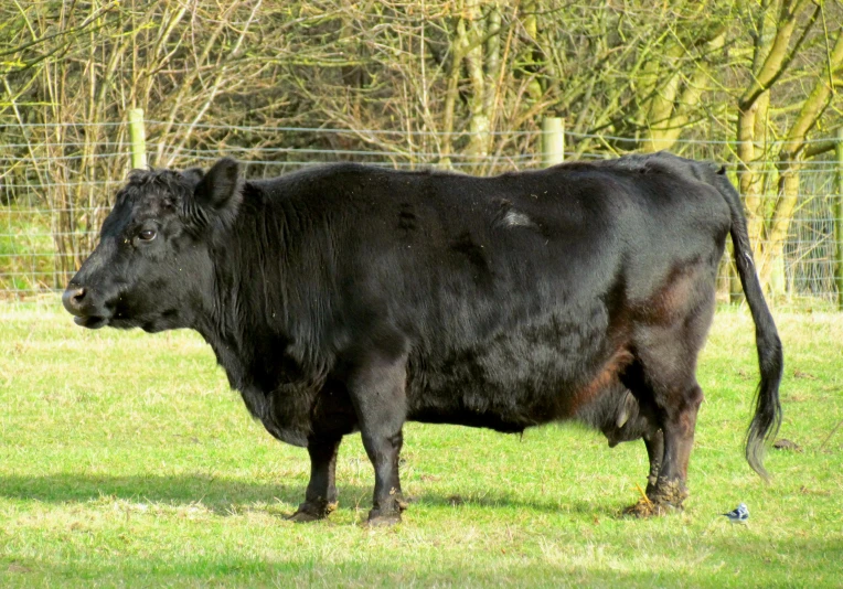 an old black bull is standing in the grass