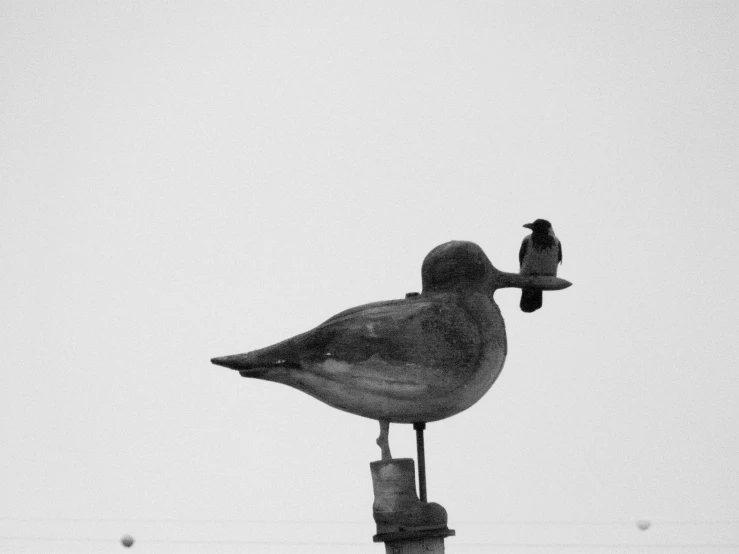 a seagull is perched on top of a pole