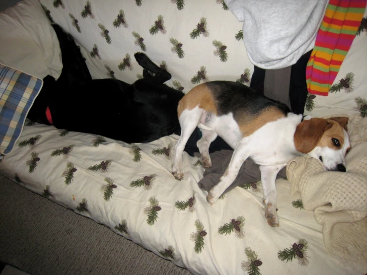 two dogs are laying in a couch next to each other