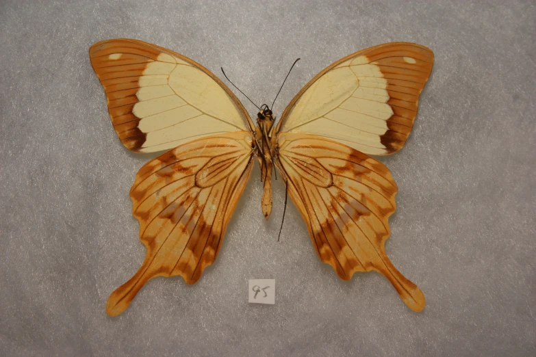 an orange and white erfly sitting on top of a piece of paper