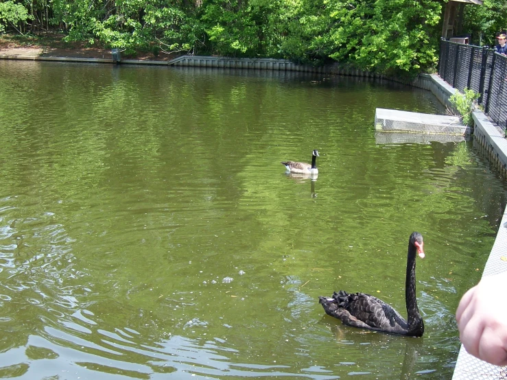 two black swans and a little boy walking by