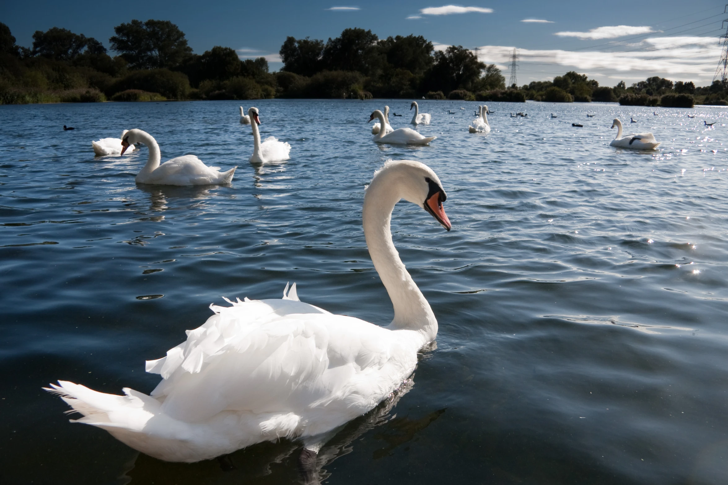 a swan swimming in the water while many other swans swim around