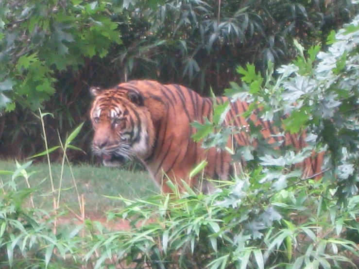 a tiger stands in the middle of trees and grass