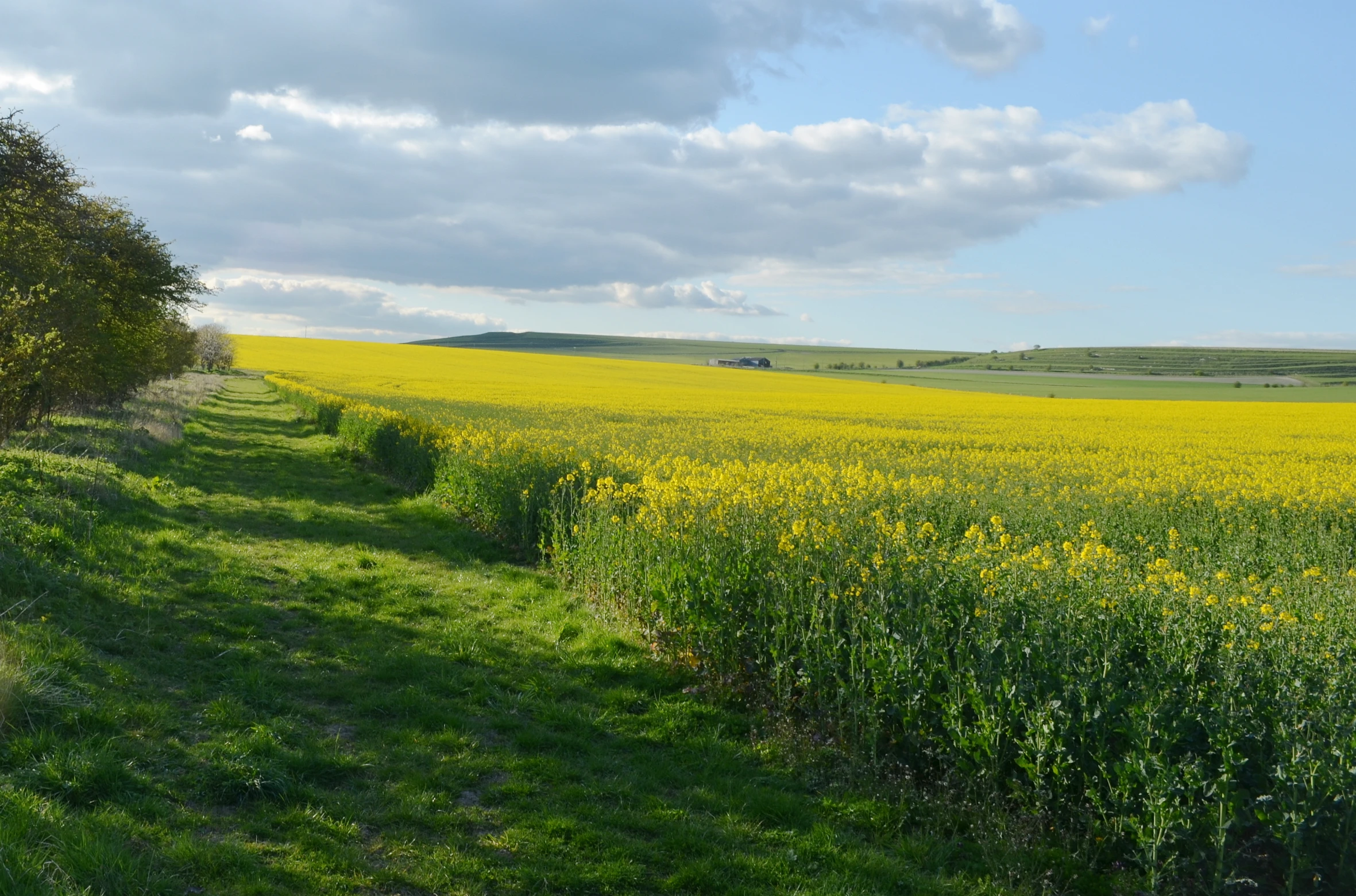 a green field with a road passing by trees and bushes