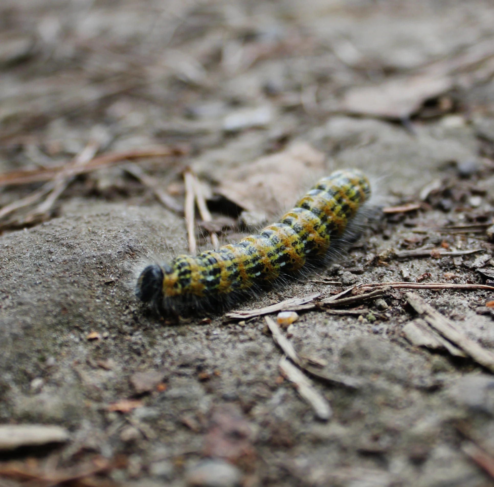 there is a green and black caterpillar crawling on the ground