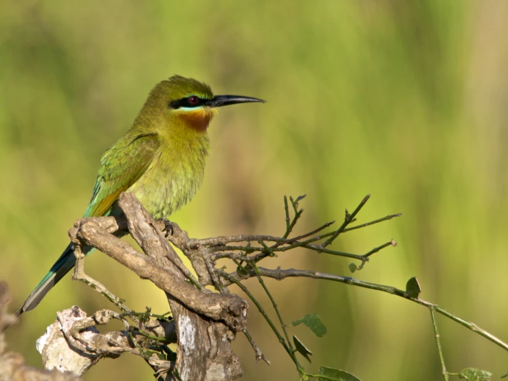 a small bird perched on a nch in the forest