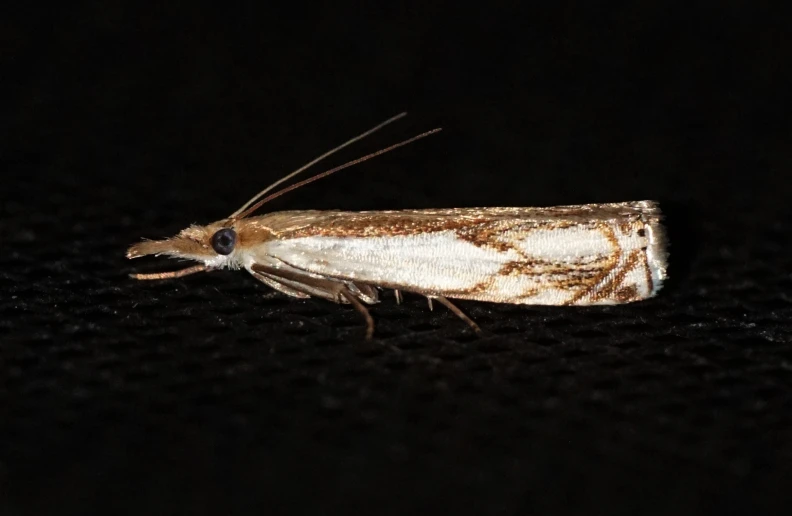 a white moth is sitting on a table