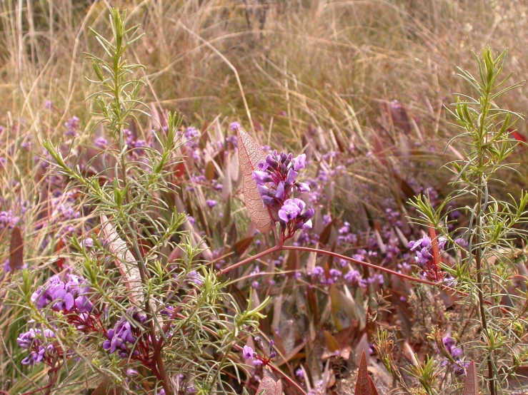 purple flowers are growing among the grasses