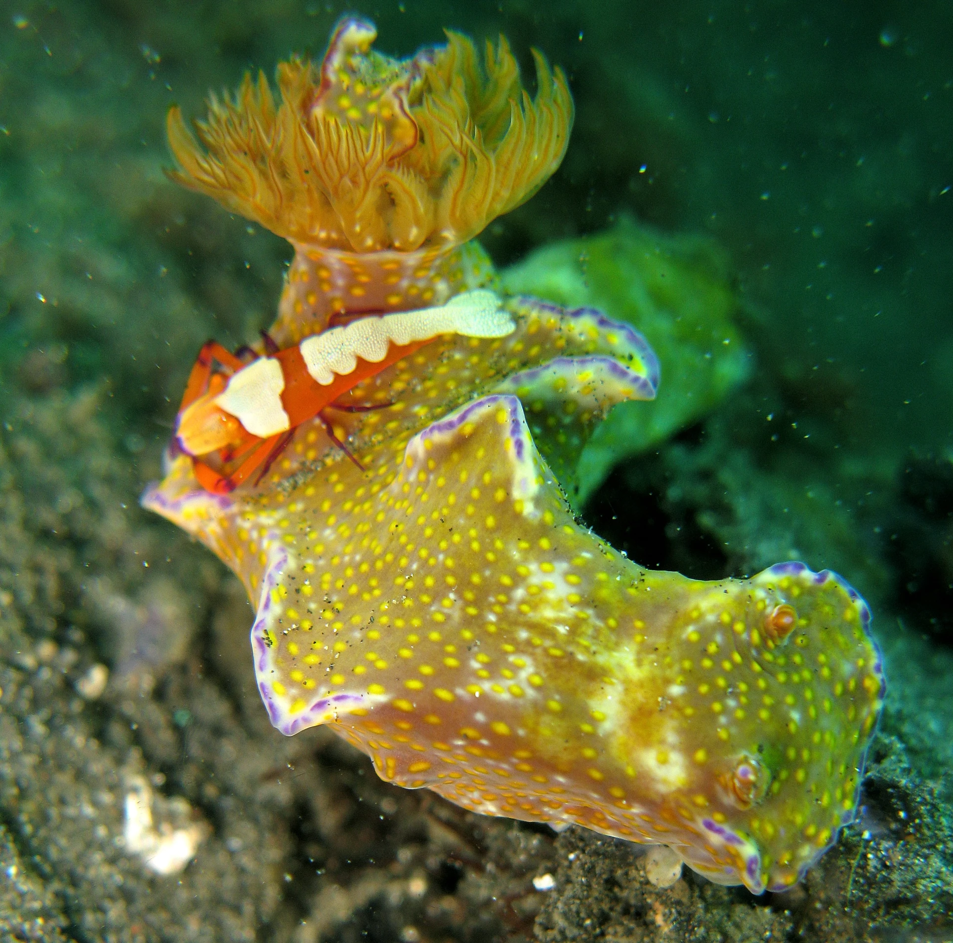 the colorful creature is resting on a reef