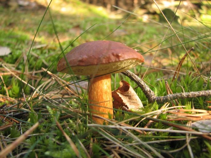 the small mushroom is in the grass by itself