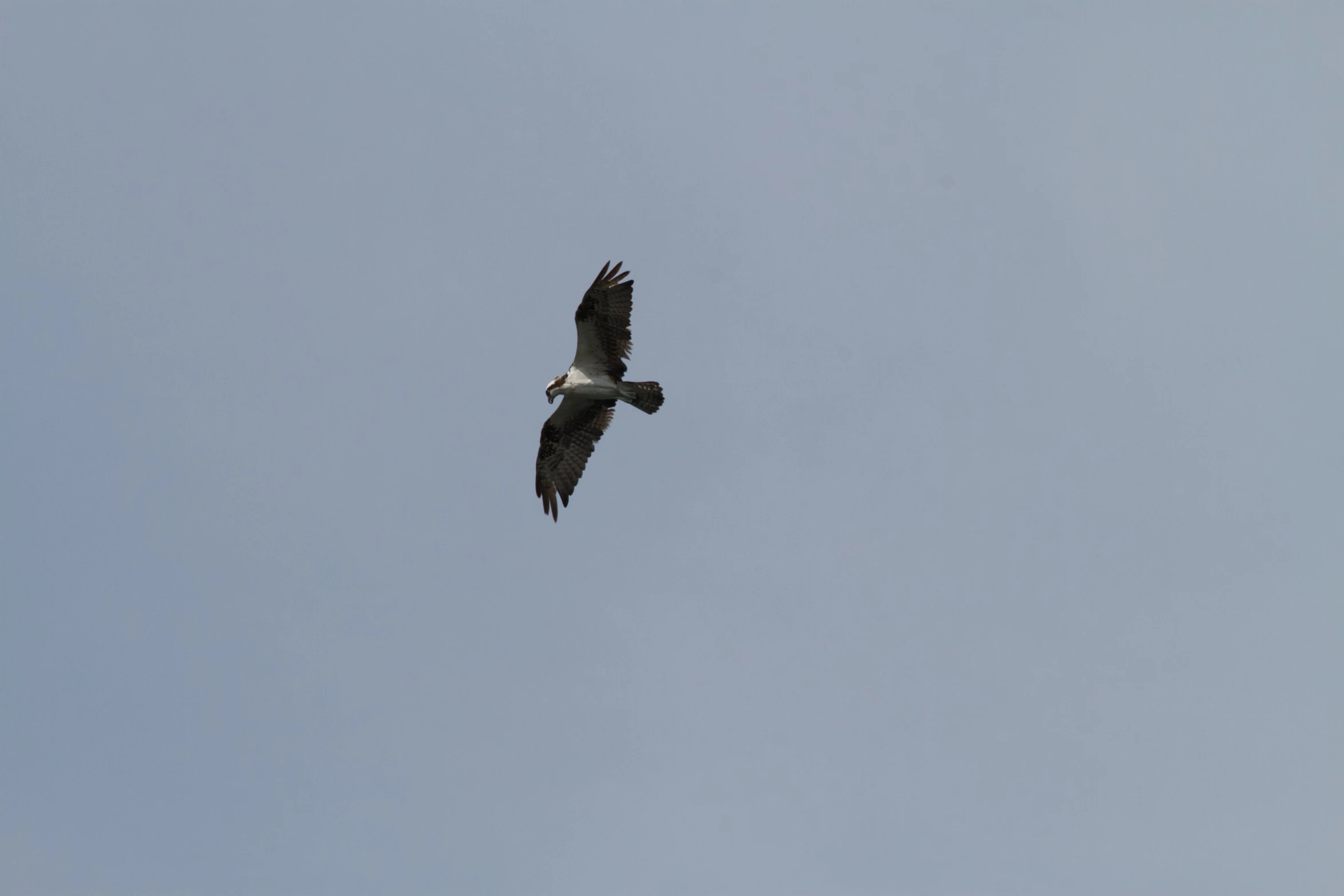 there is a large bird that is flying in the sky