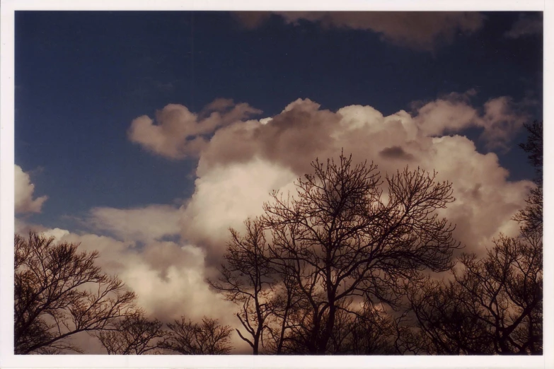 the view of the trees outside while there is no clouds