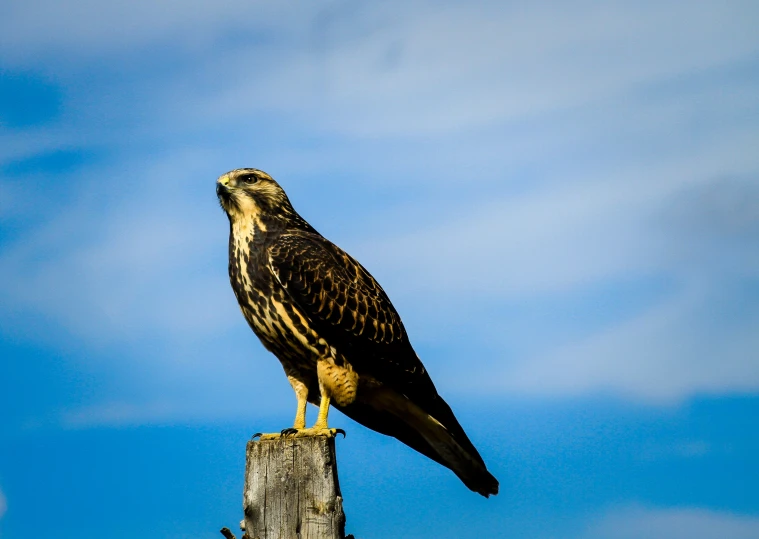 a large bird is perched on top of a pole