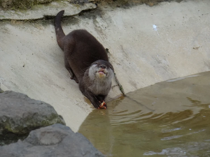a otter in water with its face partially submerged