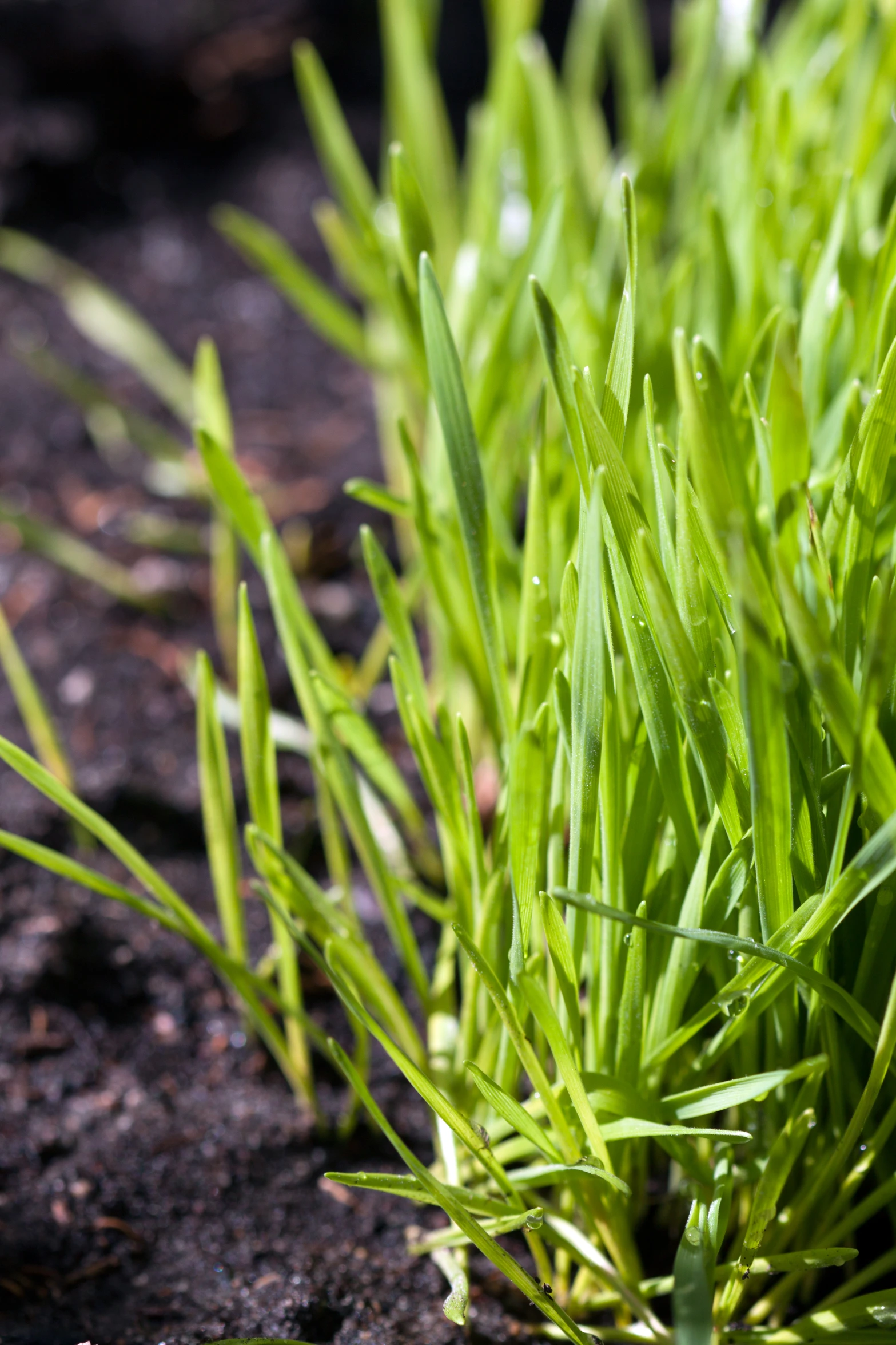 some grass is growing very close to the ground