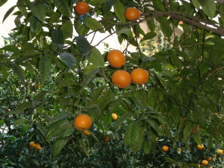 some very pretty oranges in the tree