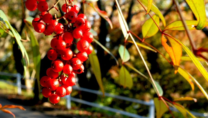 berries growing on a vine hanging from a tree