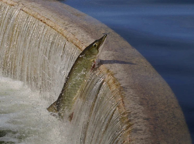 a fish is jumping over a waterfall while another catches a large fish