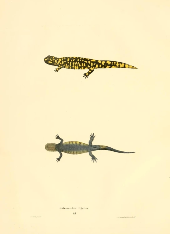 a lizards and an alligator, both one large lizard, both facing away from each other