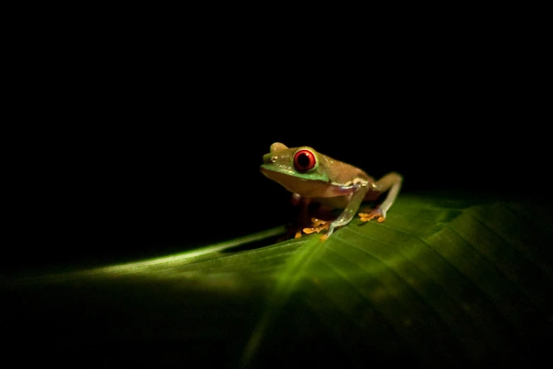 a red eyed frog on a leaf at night