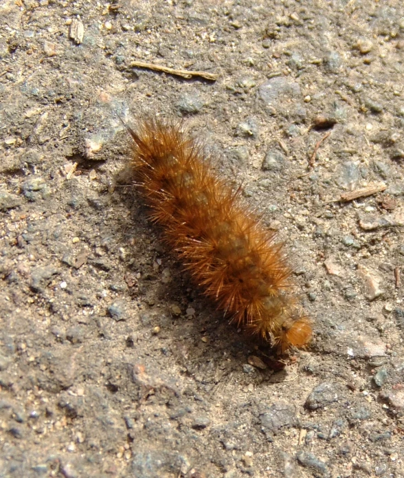 this po shows a rust colored caterpillar crawling on the ground