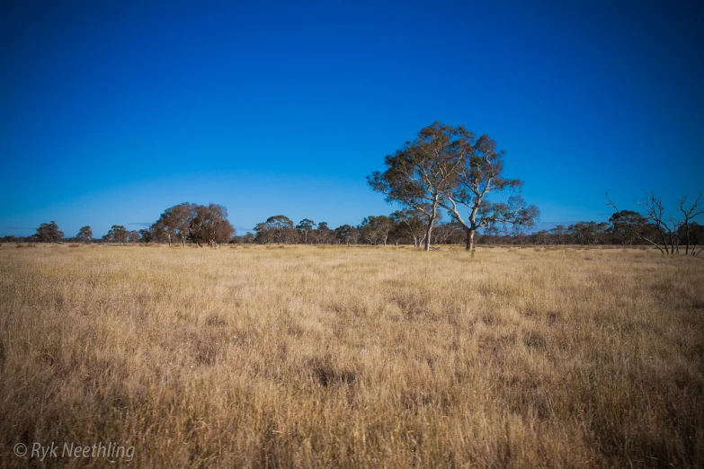 a lone tree stands alone in the open field