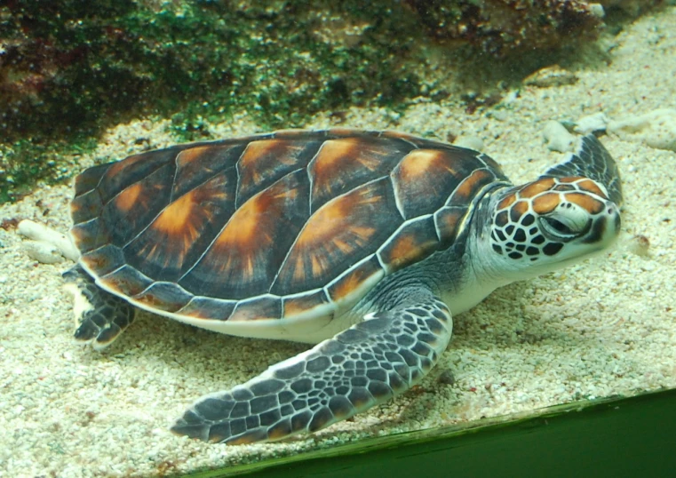 there is a turtle in the sand looking at you