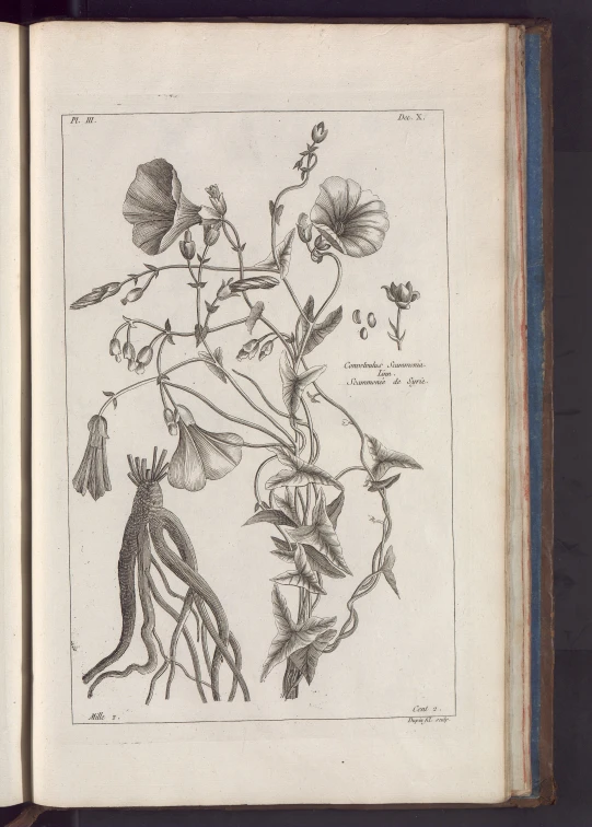 a drawing with a leaf and flower on a page of book