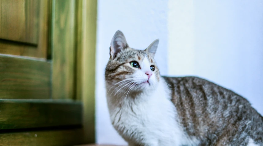 a grey and white cat sitting on top of a wooden table