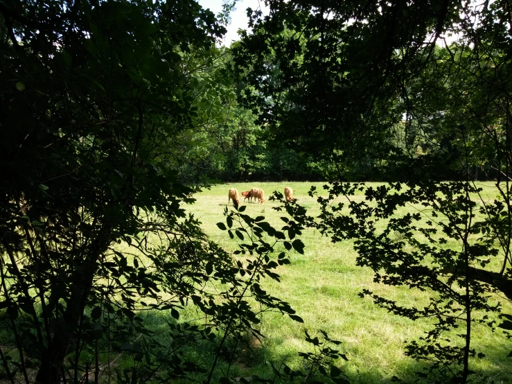 a grassy field filled with lots of trees