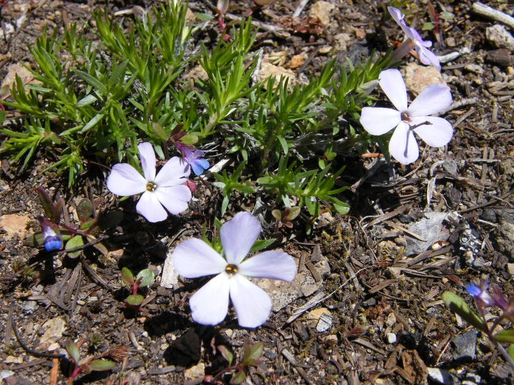 some very pretty flowers by the dirt in the daytime