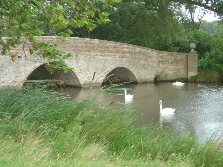 two swans swim in the water near an old stone bridge