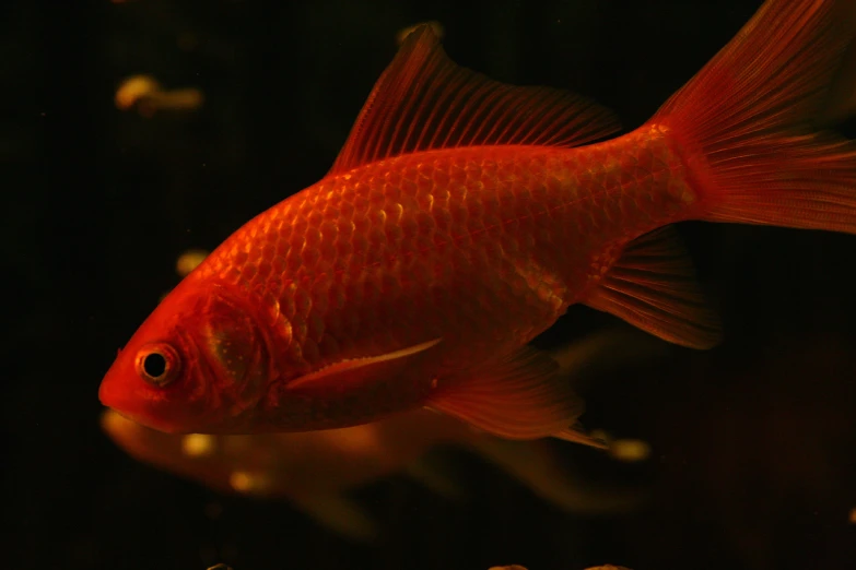 a goldfish sitting in an aquarium looking down at the water