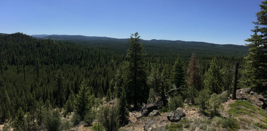 view over a pine forest with a mountain in the distance