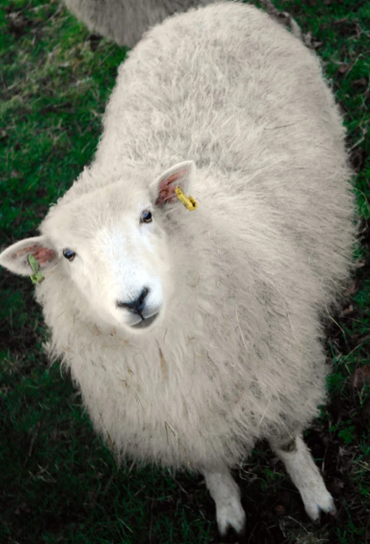 a sheep has a yellow tag on it's ear