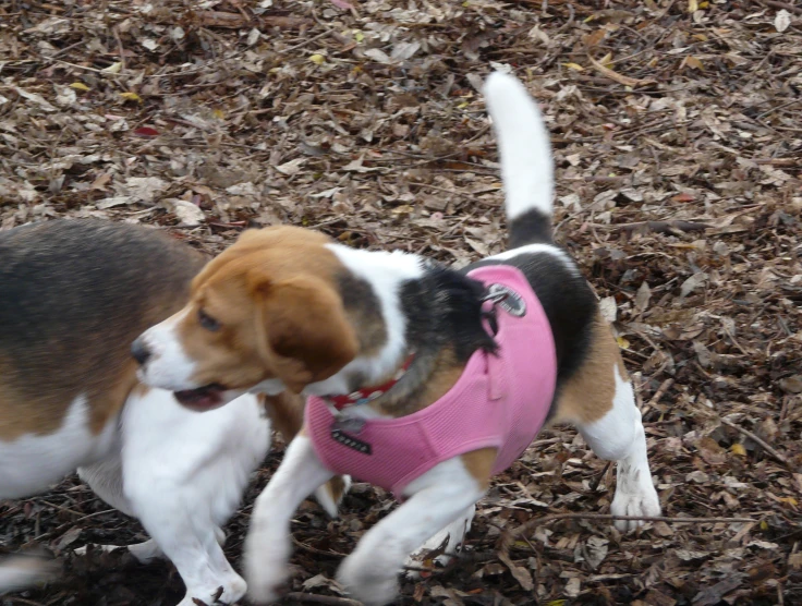 small dog wearing pink vest walking on dry leaves