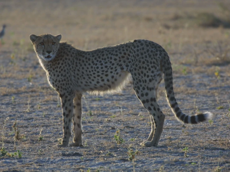 a cheetah standing in the open with a bird behind it