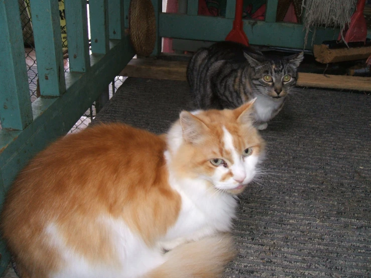 the two cats are sitting under the wooden bench