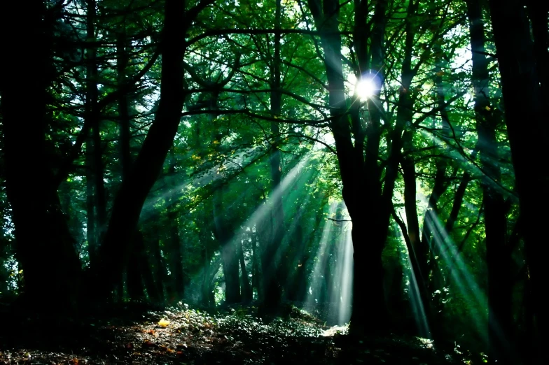 a forest with sunlight beaming through the trees