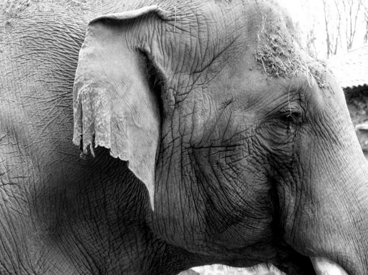 an elephant with its nose sticking out looking away