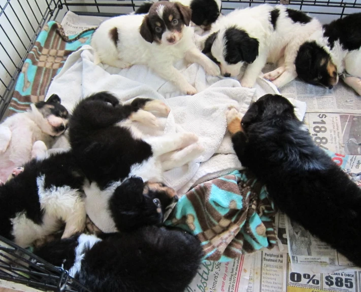 four puppies in a wire basket and five laying next to each other